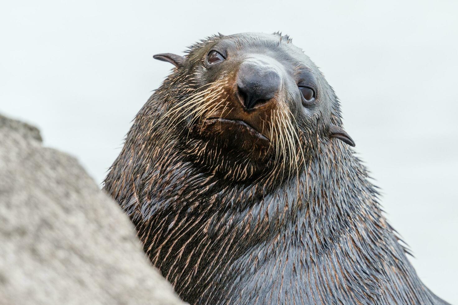 New Zealand Fur Seal photo