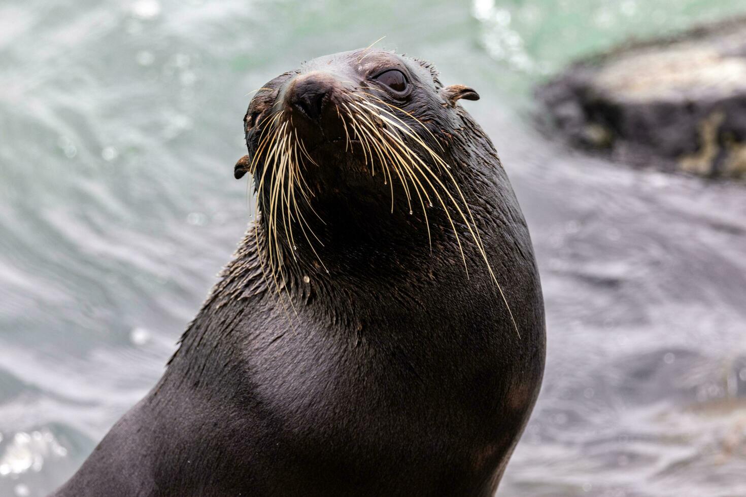 lobo marino de nueva zelanda foto