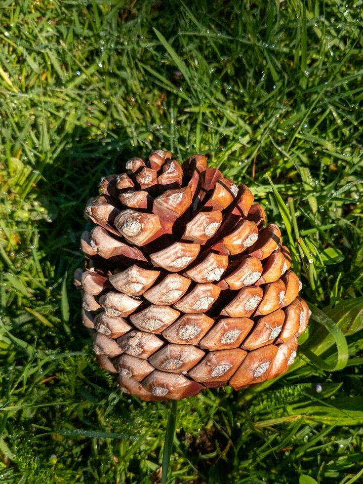 pino cono desde abeto árbol foto