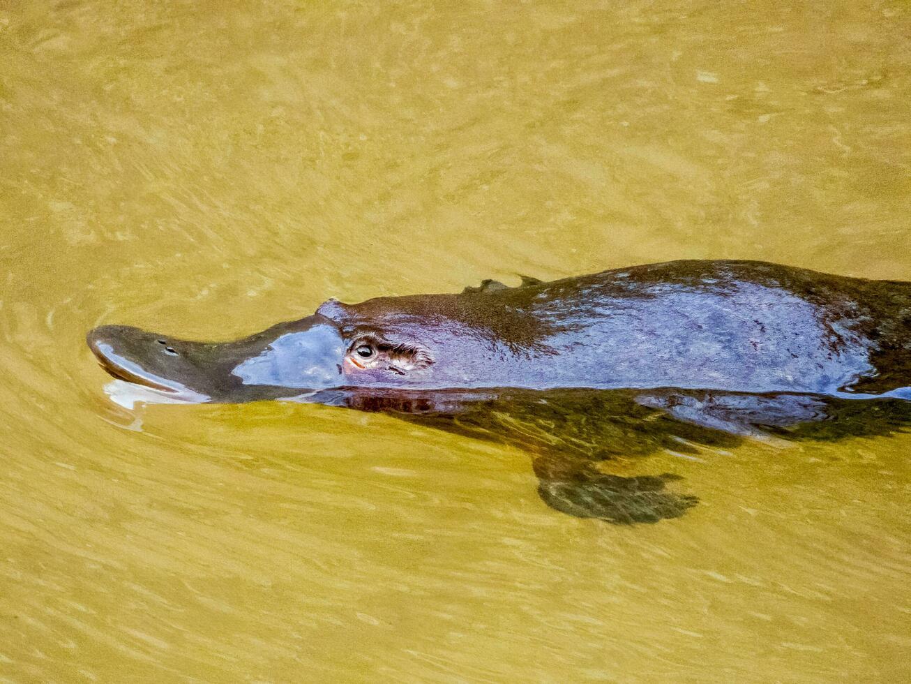 Duck-billed Platypus in Australia photo