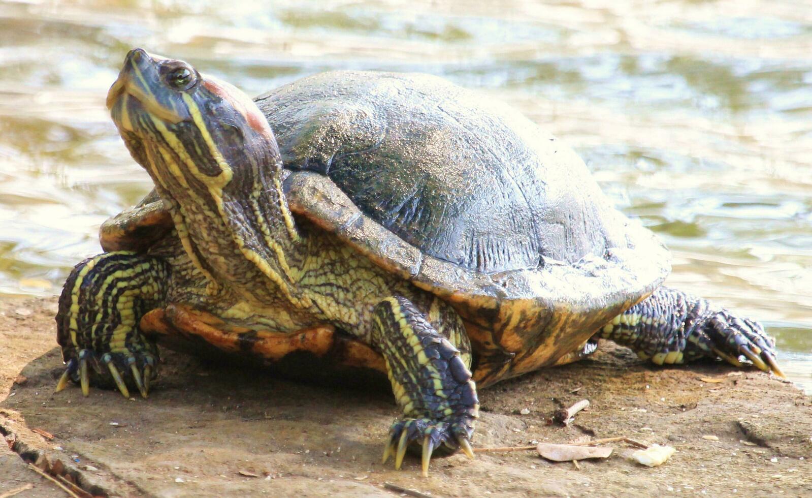 Red-eared Turtle in Australia photo