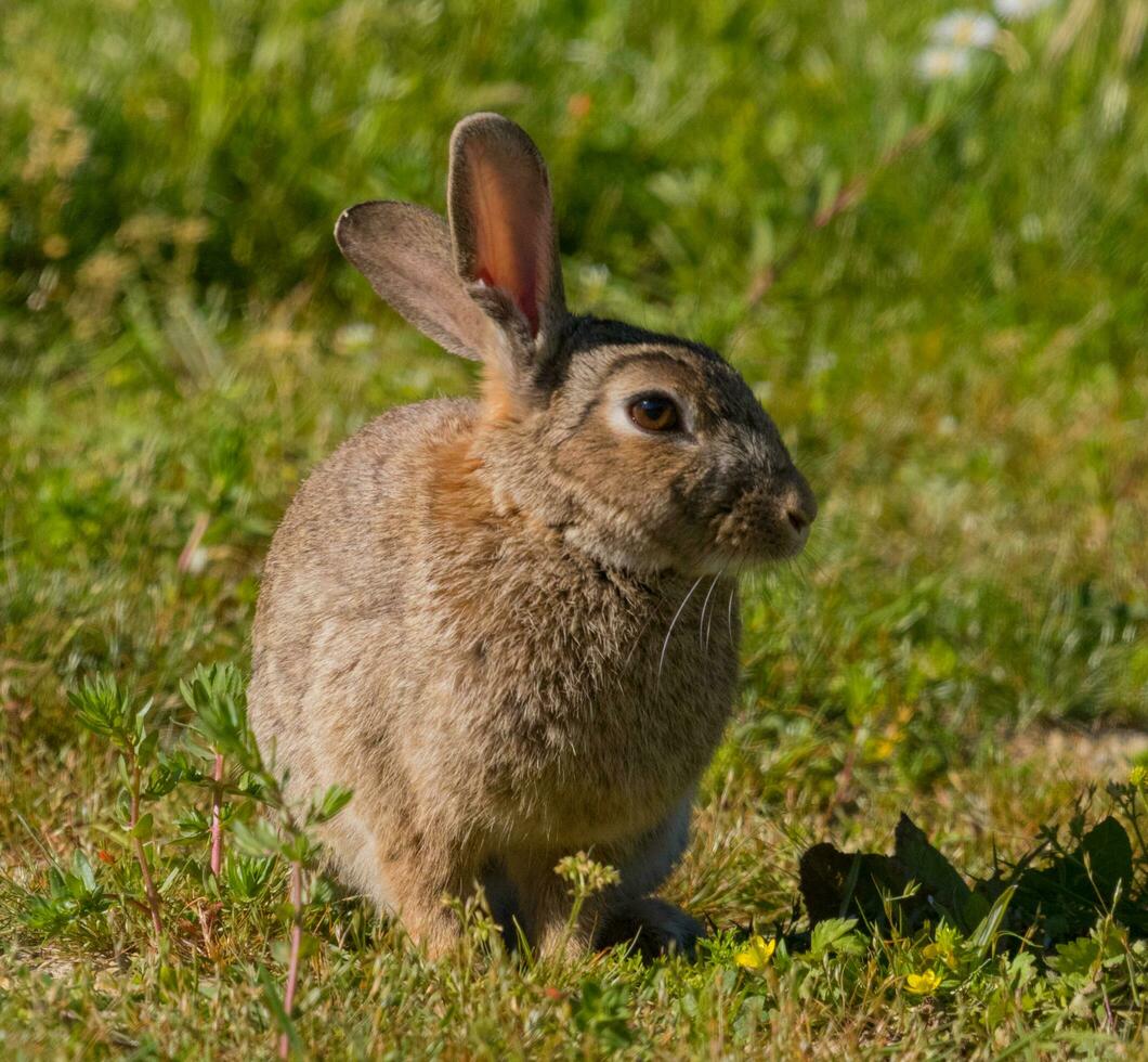 Wild Bunny Rabbit photo