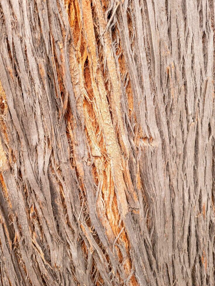 Red Stringybark Tree photo