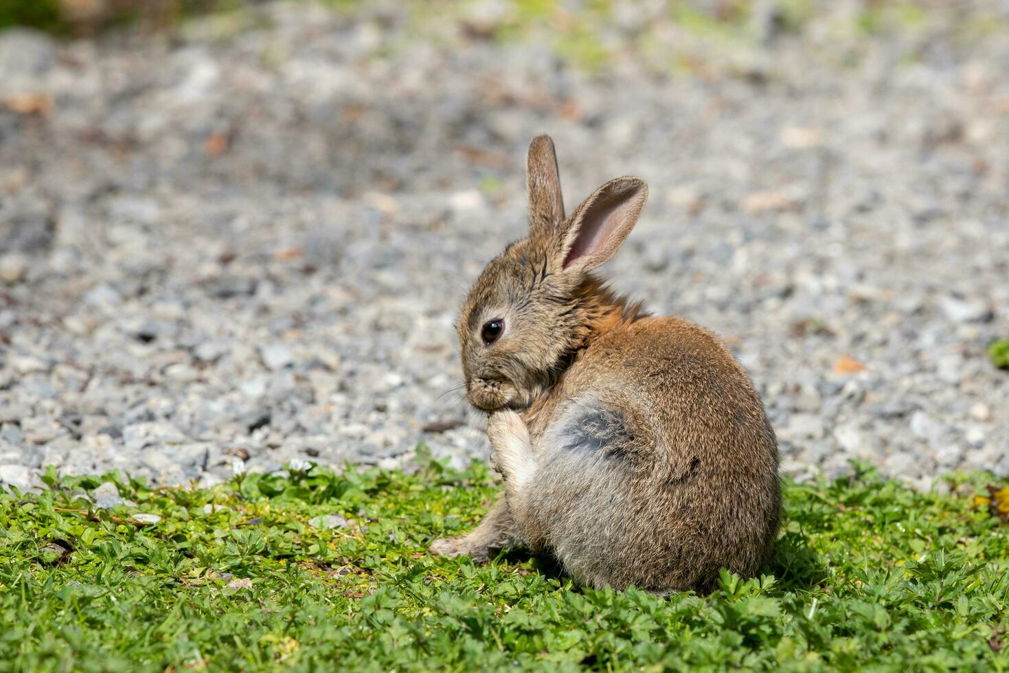 Wild Scratching Rabbit photo