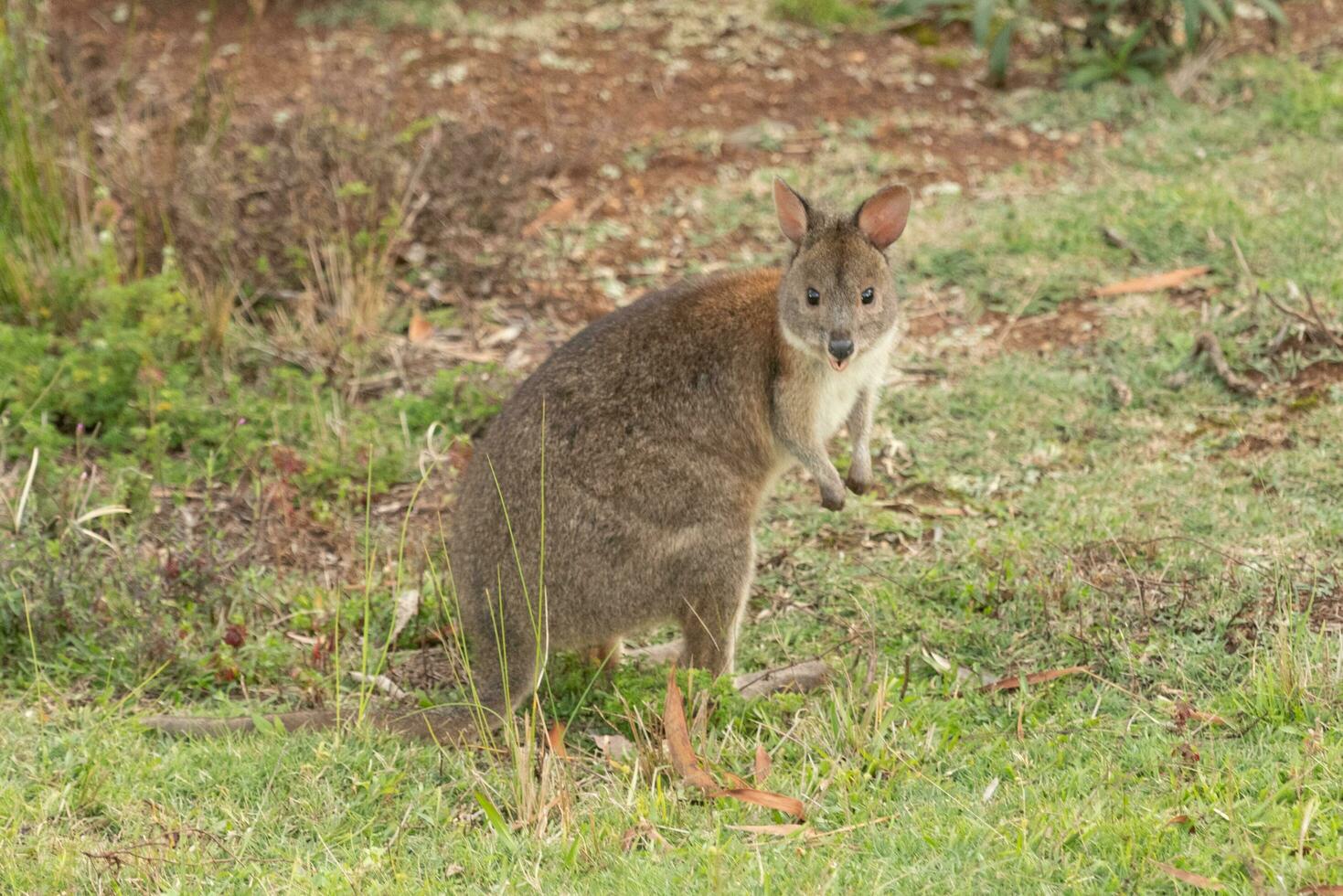 de cuello rojo pademelon en Australia foto