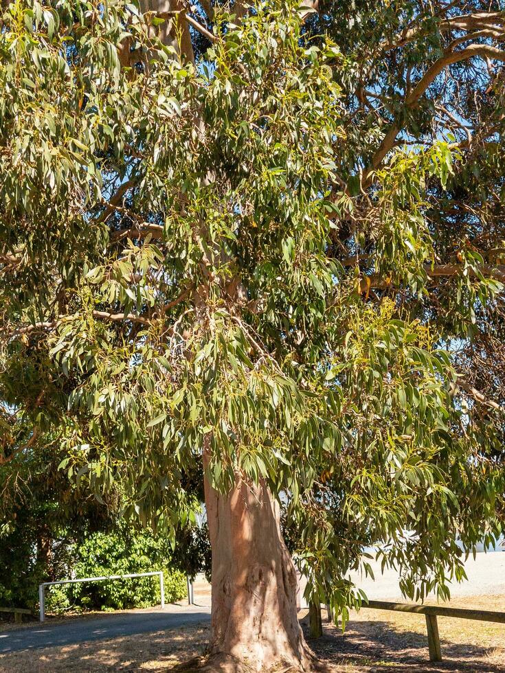 River Red Gum Tree photo