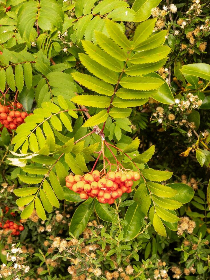 Rowan Bush and Flowers photo