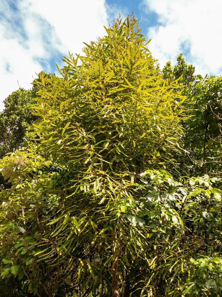 Rewarewa Tree in New Zealand photo