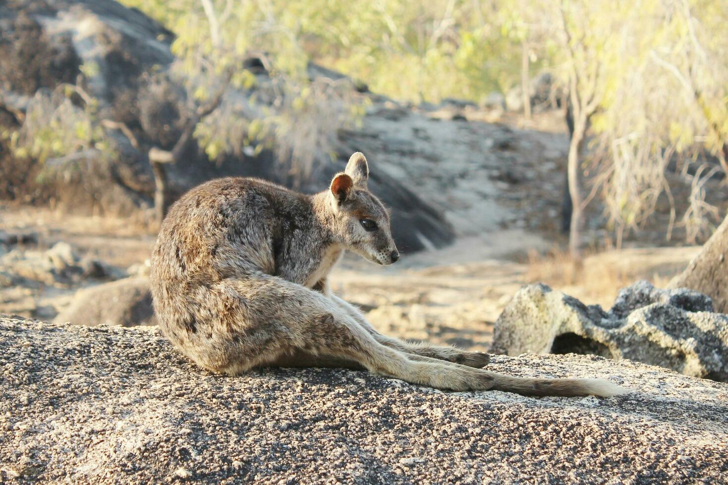 Rock Wallaby in Australia photo