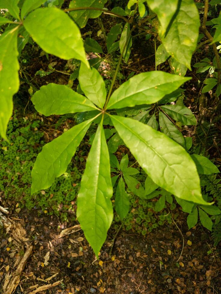 Schefflera Digitata in New Zealand photo