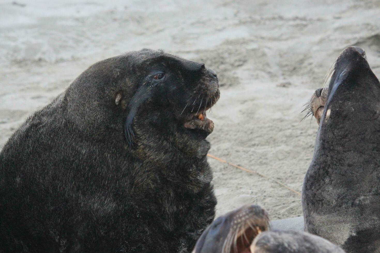 New Zealand Sea Lion photo