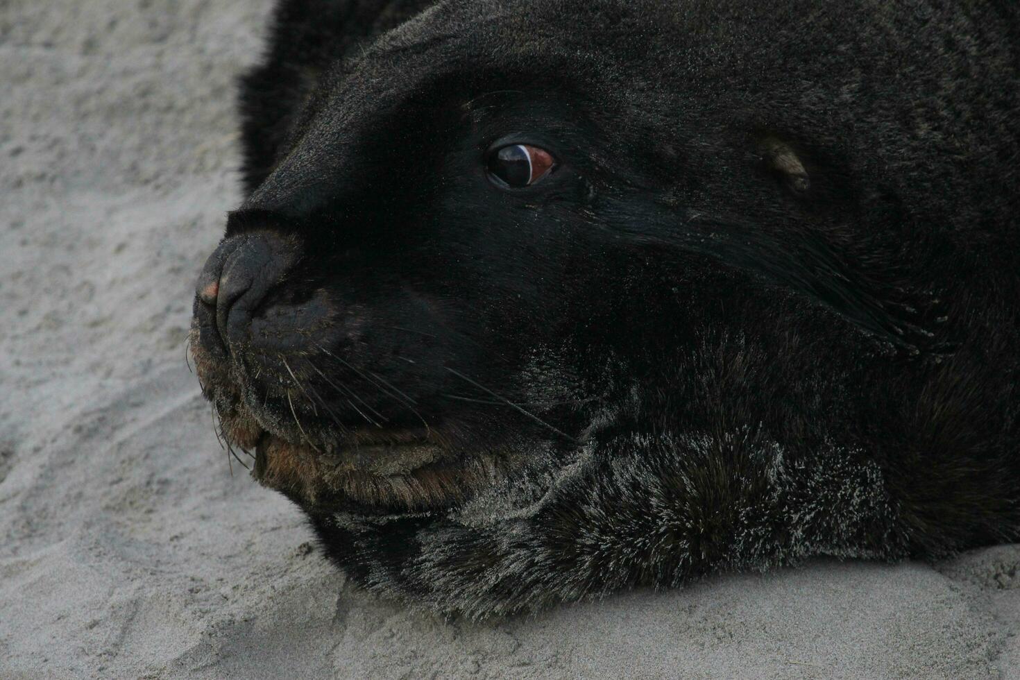 New Zealand Sea Lion photo