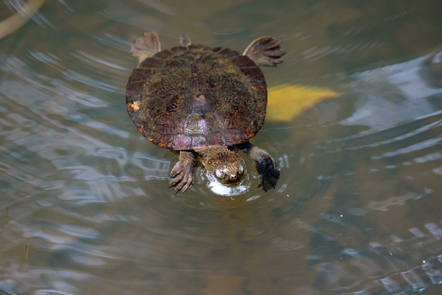 con cáscara de sierra Tortuga en Australia foto