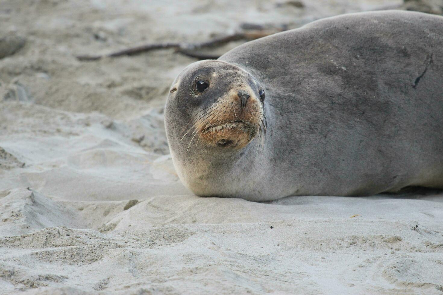 New Zealand Sea Lion photo