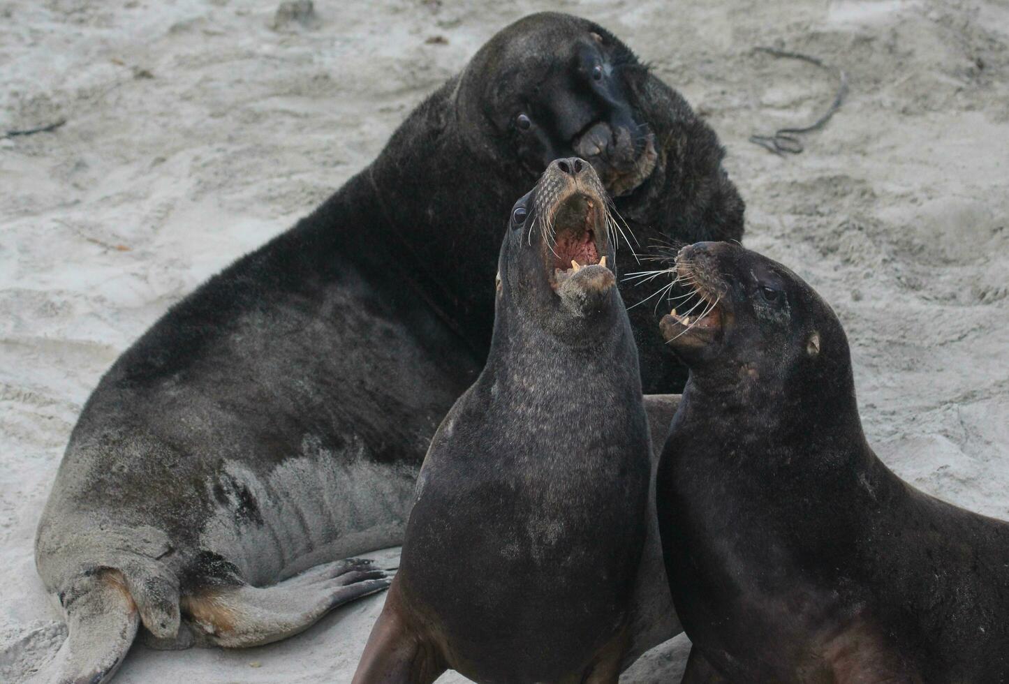 New Zealand Sea Lion photo