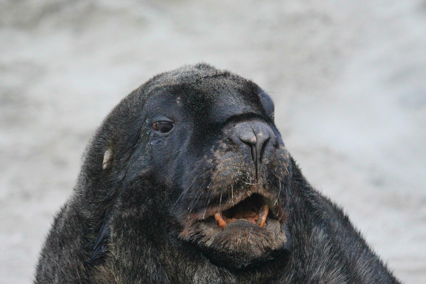 New Zealand Sea Lion photo