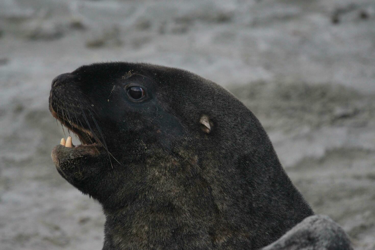 león marino de nueva zelanda foto