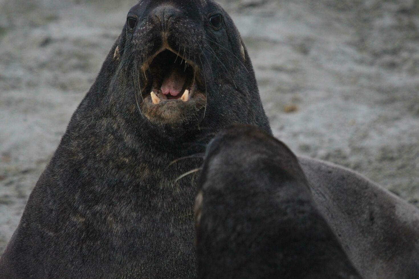 New Zealand Sea Lion photo
