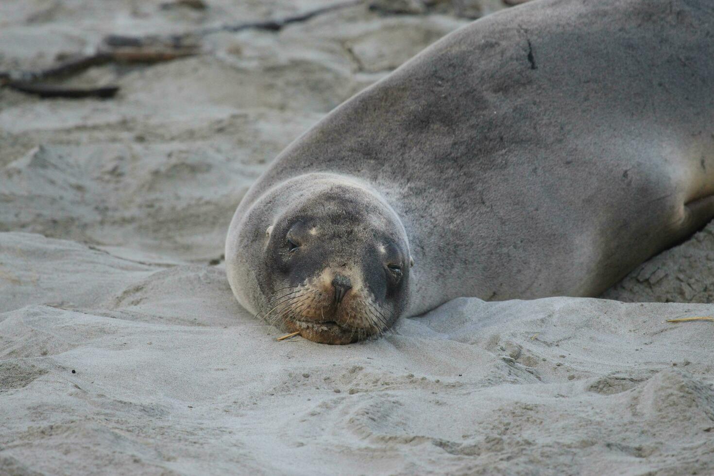 león marino de nueva zelanda foto