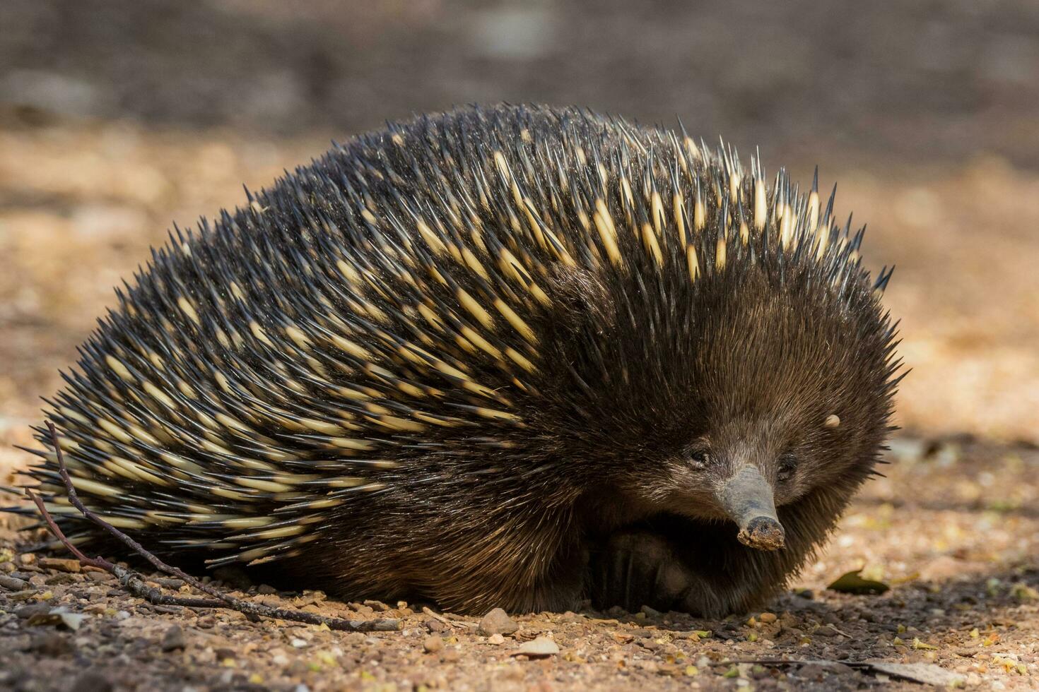 de pico corto equidna en Australia foto