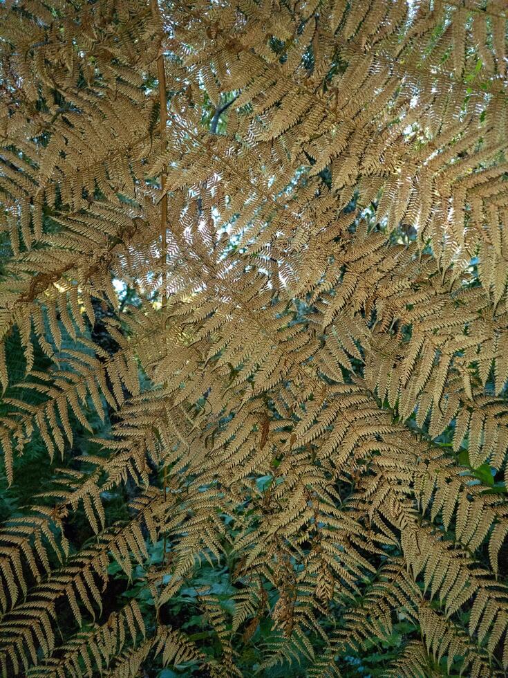 Silver Fern Plant photo