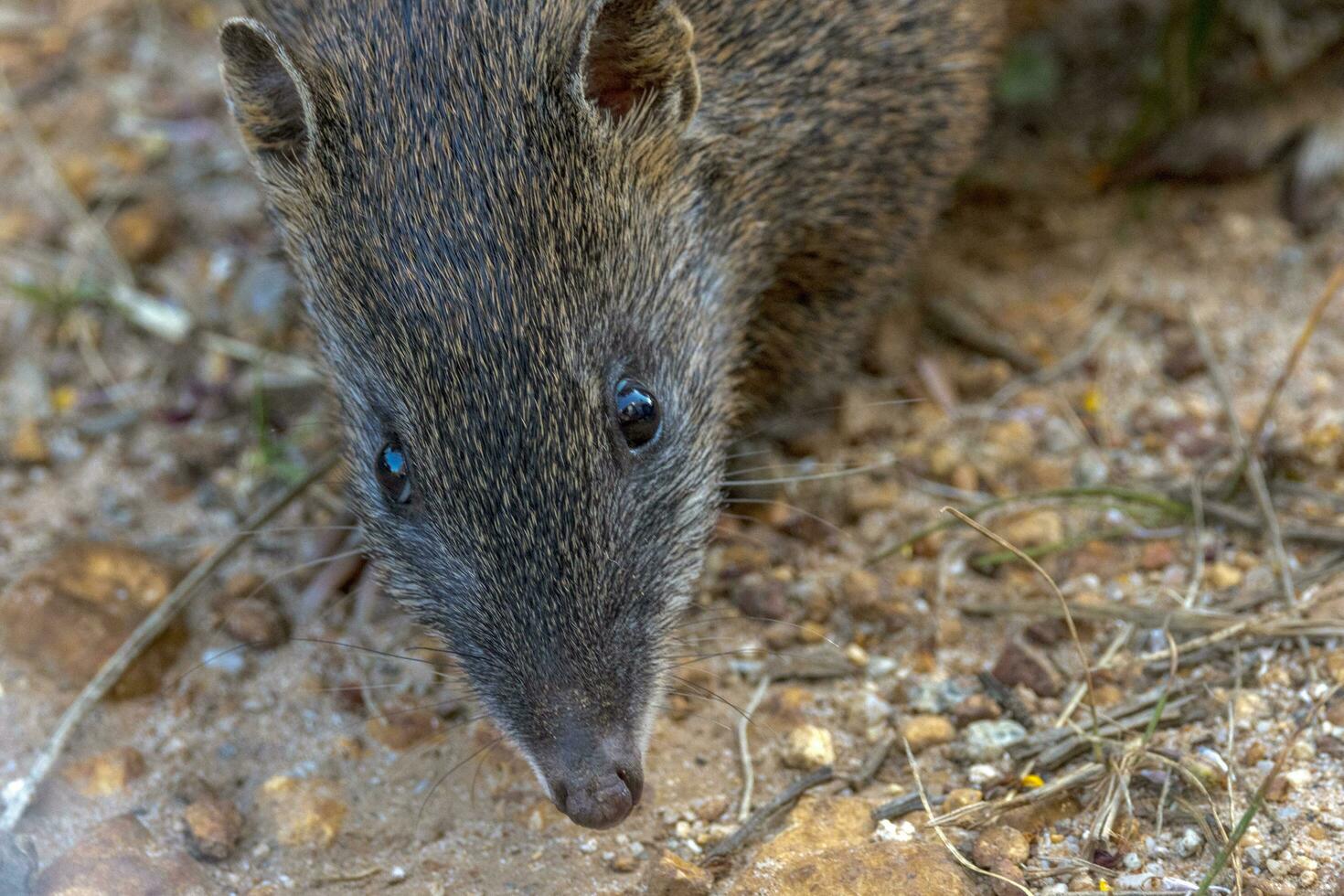 Quenda Southern Brown Bandicoot photo