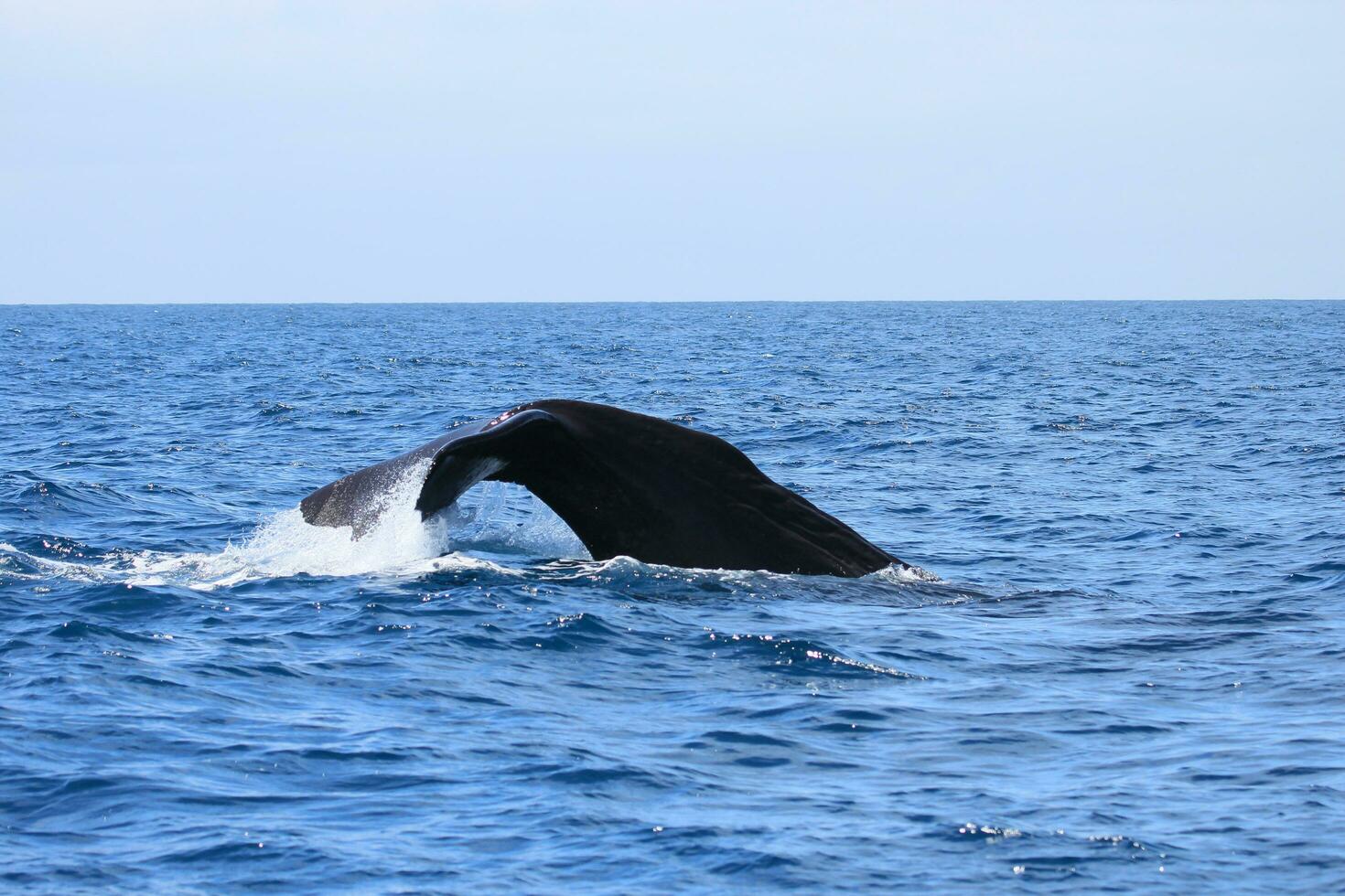 Sperm Whale in New Zealand photo