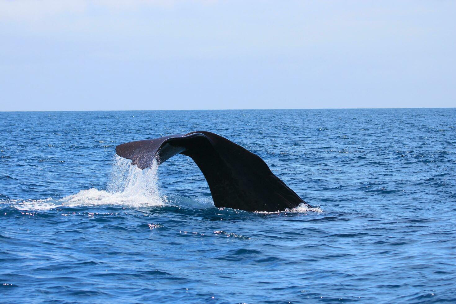 Sperm Whale in New Zealand photo