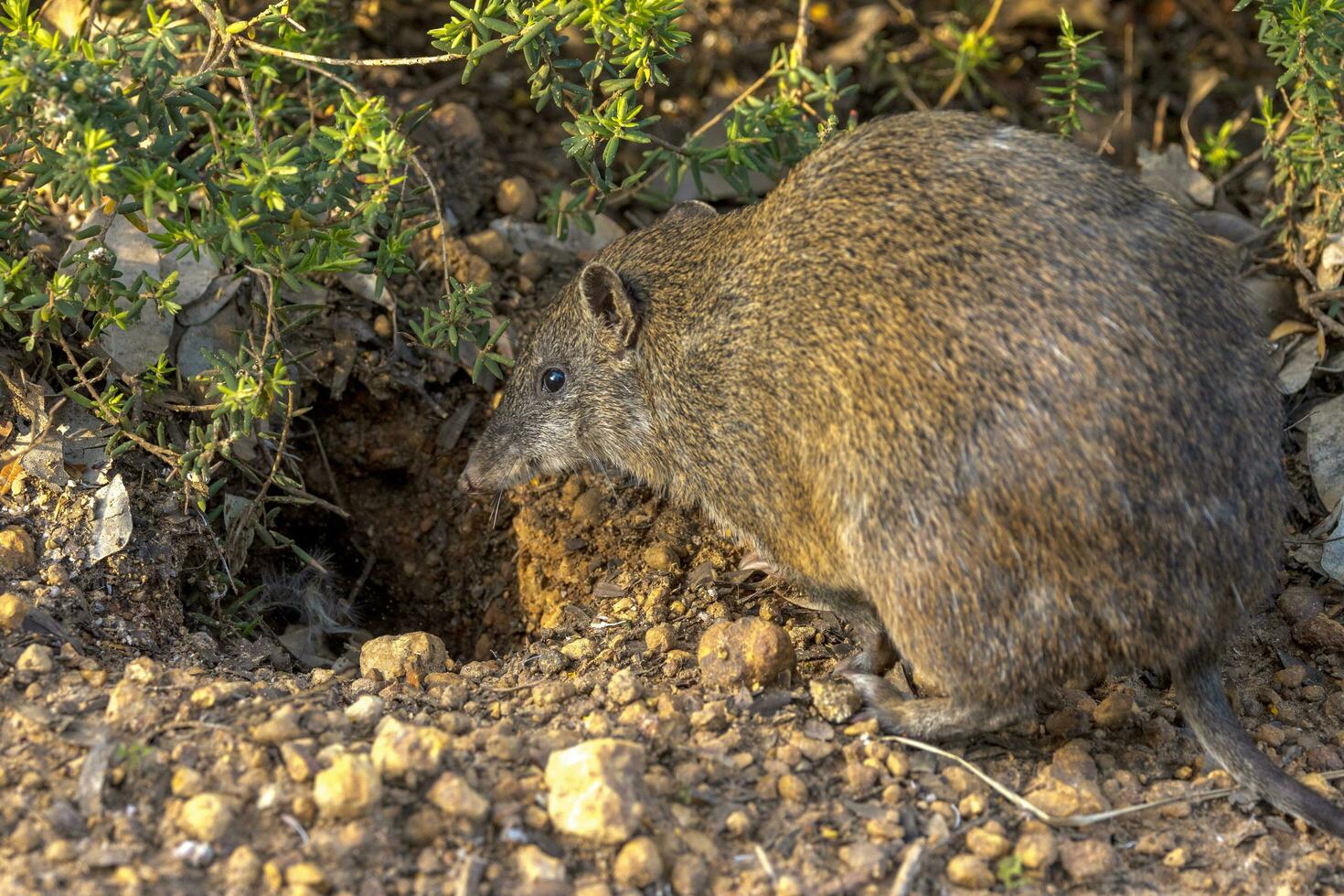 Quenda Southern Brown Bandicoot photo