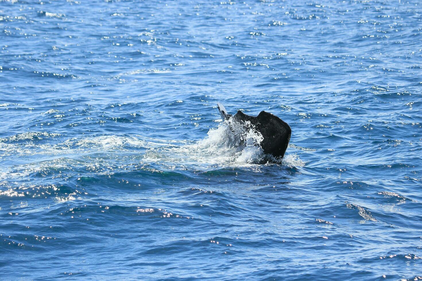 Sperm Whale in New Zealand photo