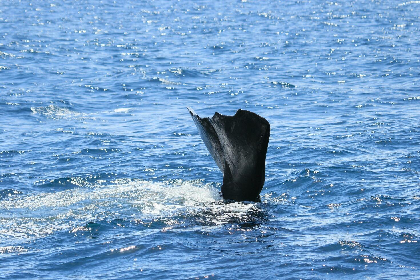 Sperm Whale in New Zealand photo