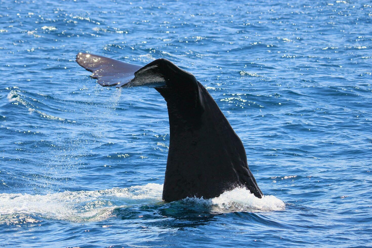 Sperm Whale in New Zealand photo