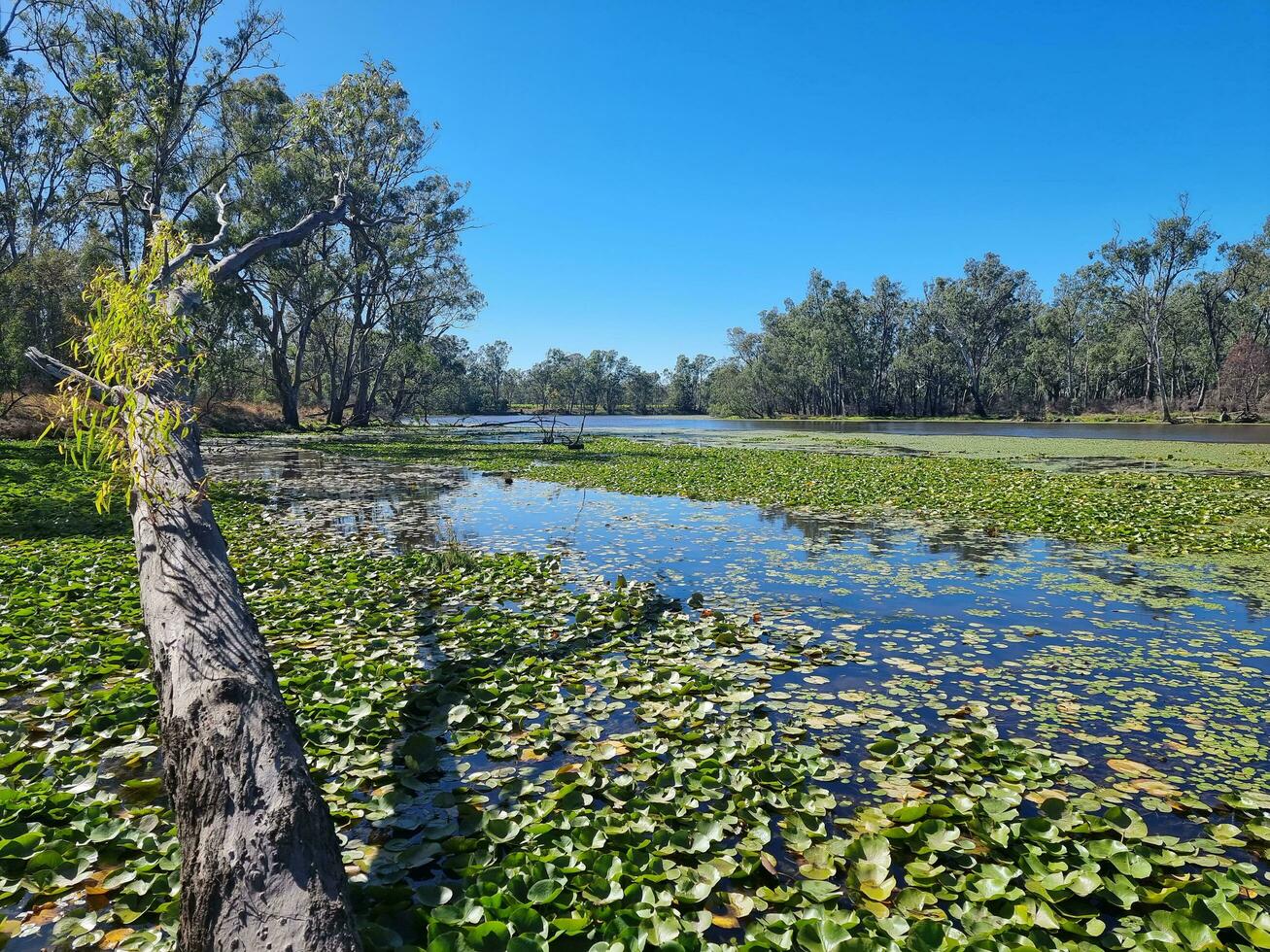 Tahbilk Winery Wetlands in Australia photo