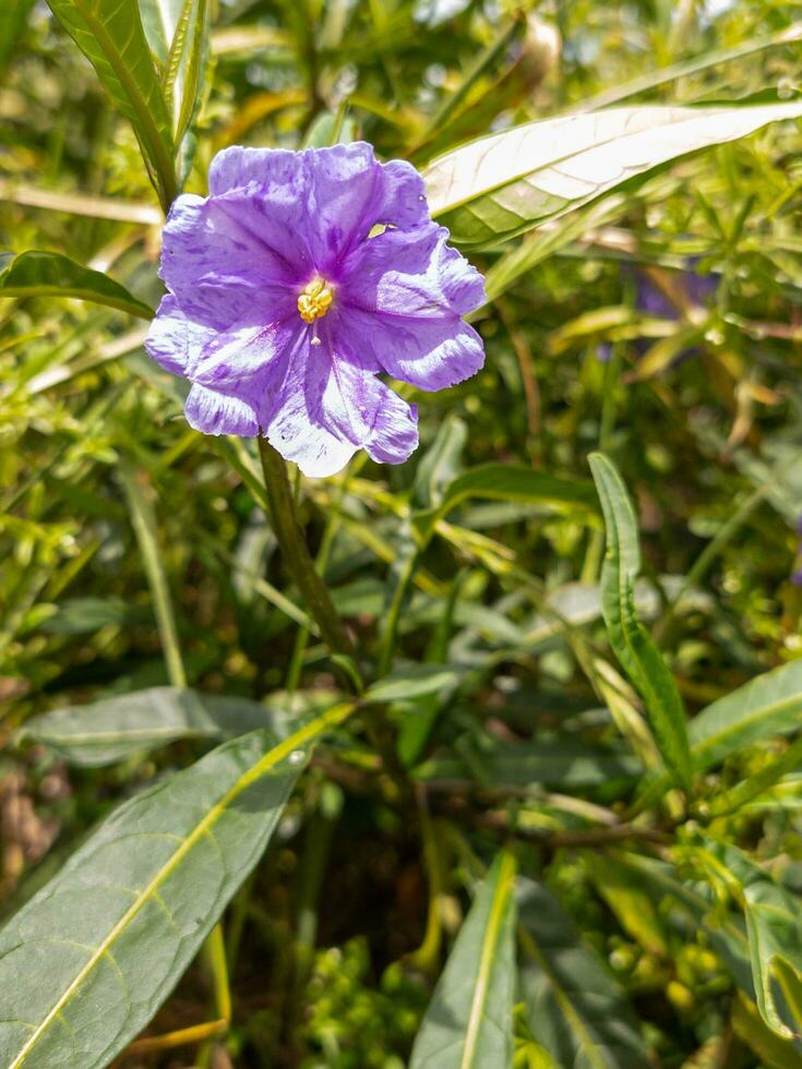 Tasmanian Kangaroo Apple photo