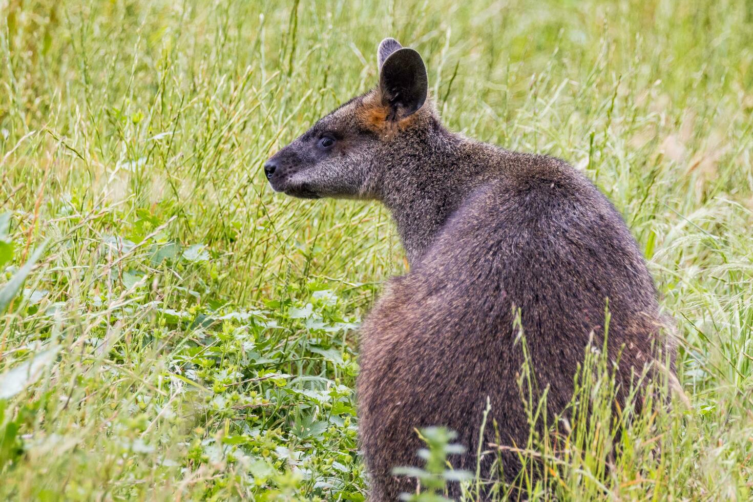 tasmania pademelon en Australia foto