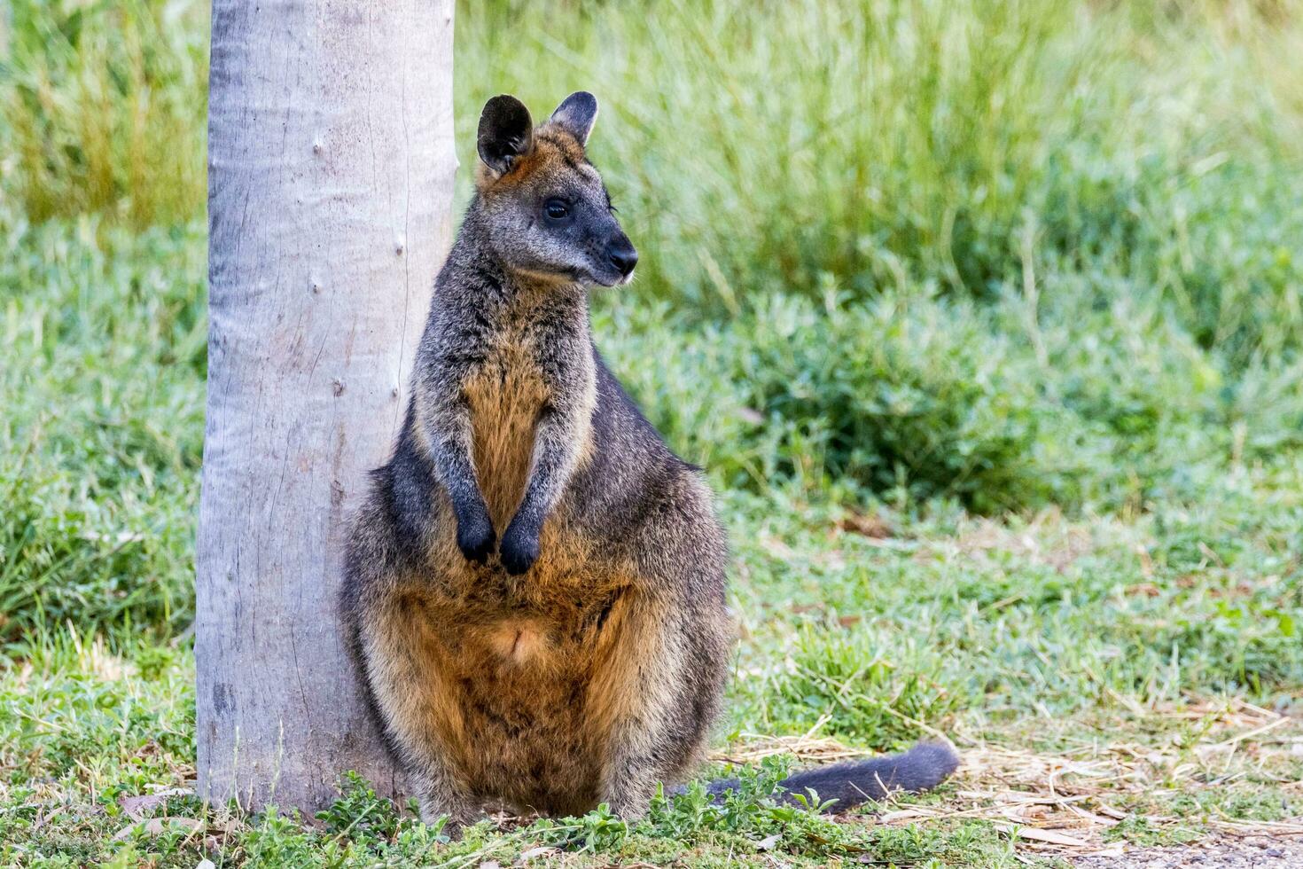 Tasmanian Pademelon in Australia photo