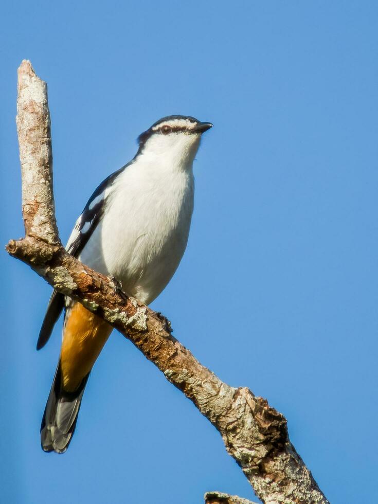 Varied Triller in Australia photo