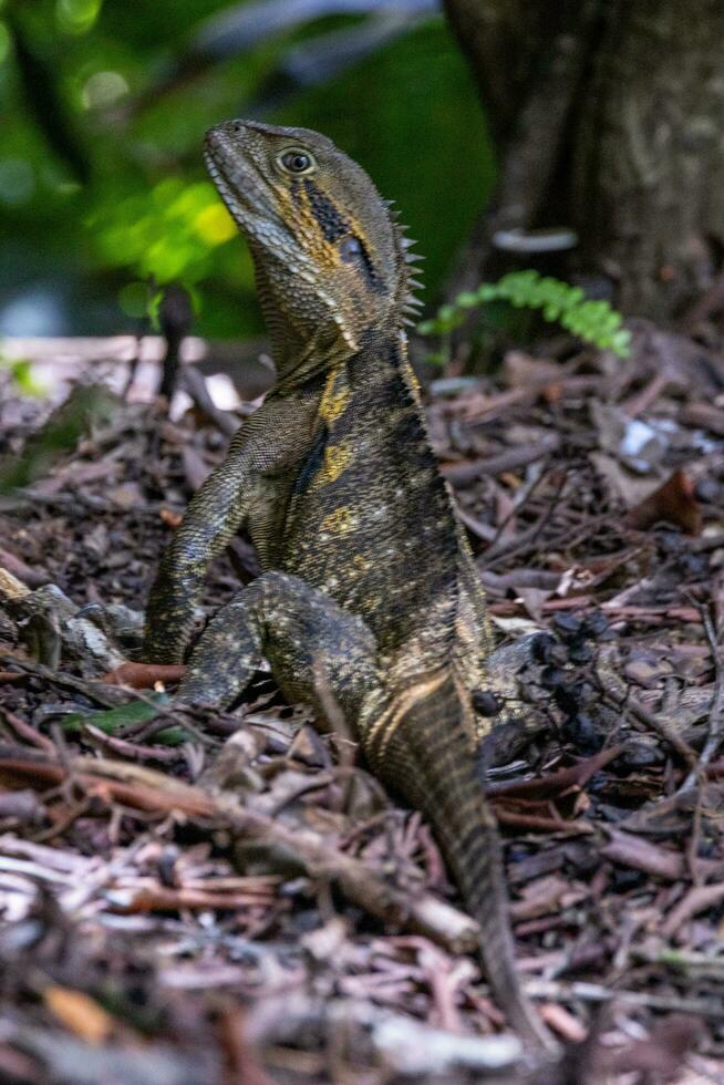 Water Dragon in Australia photo