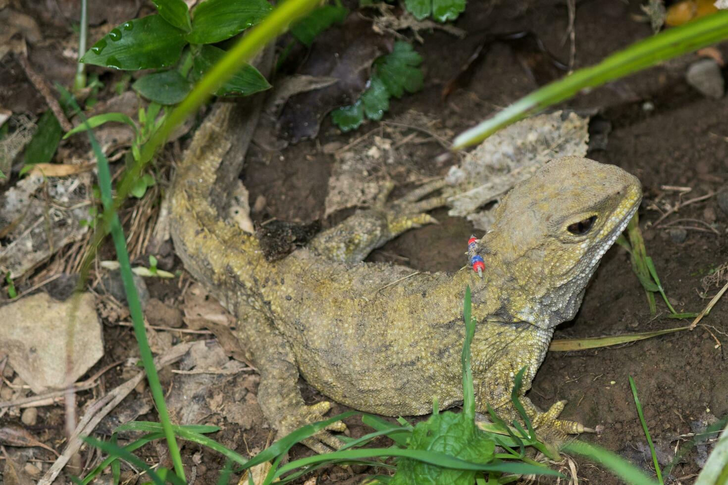 Tuatara in New Zealand photo