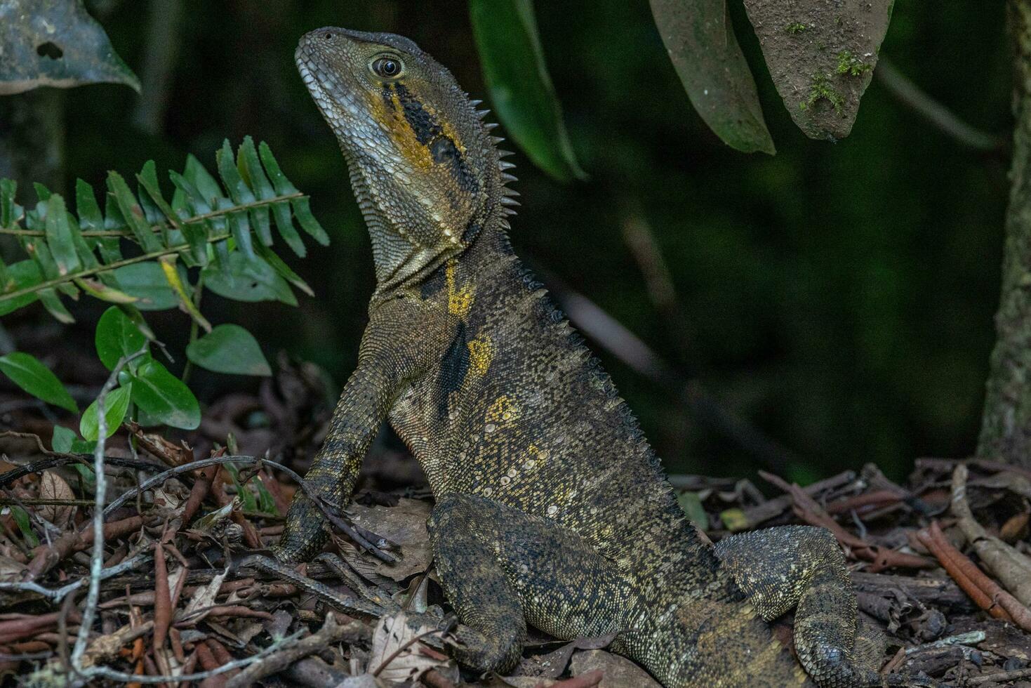 Water Dragon in Australia photo