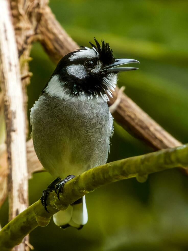 White-eared Monarch in Australia photo