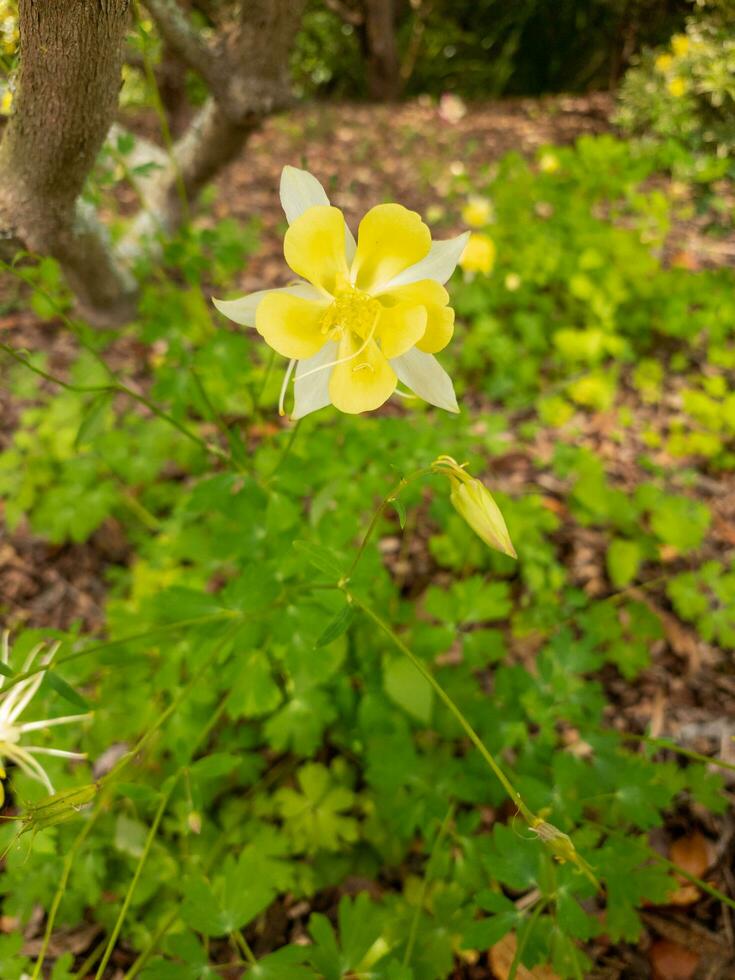 amarillo aguileña flor foto