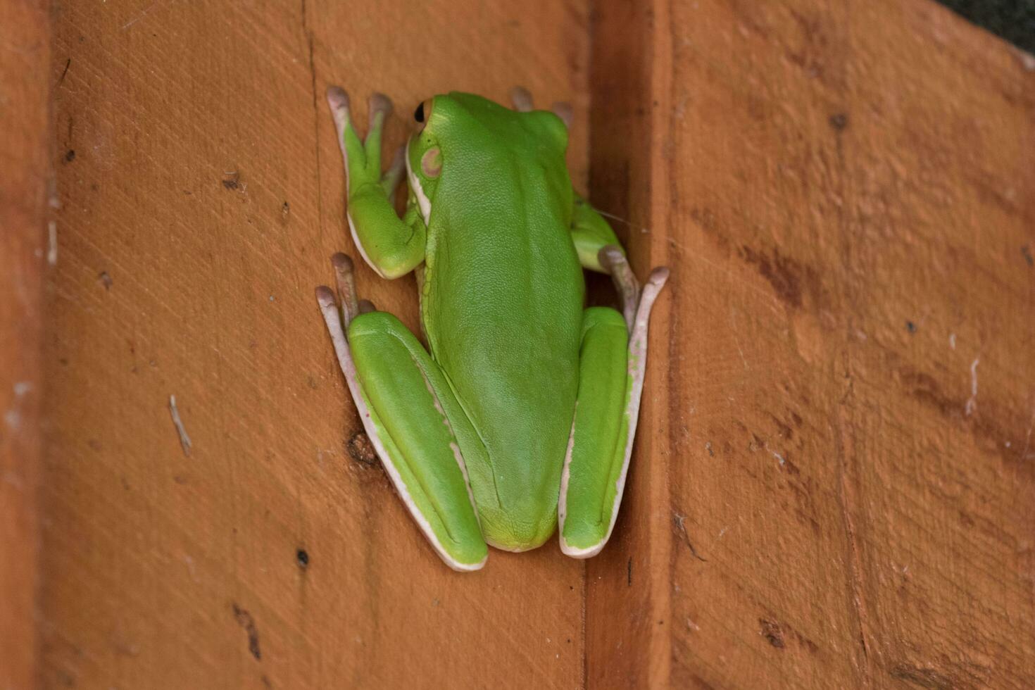 White-lipped Frog in Australia photo