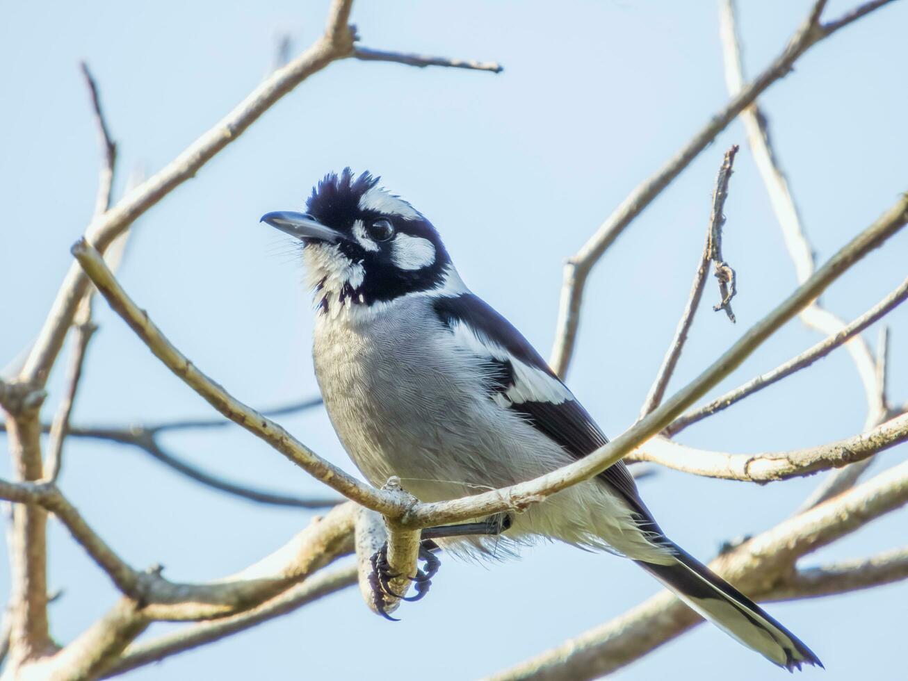 White-eared Monarch in Australia photo