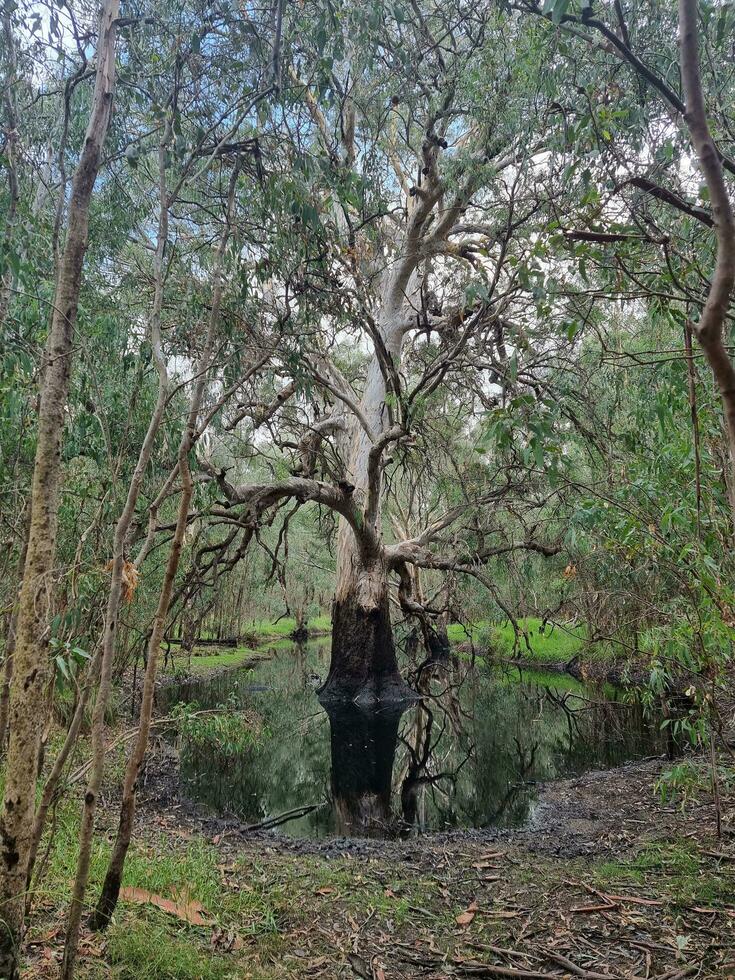 Wonga Wetlands, Victoria Australia photo