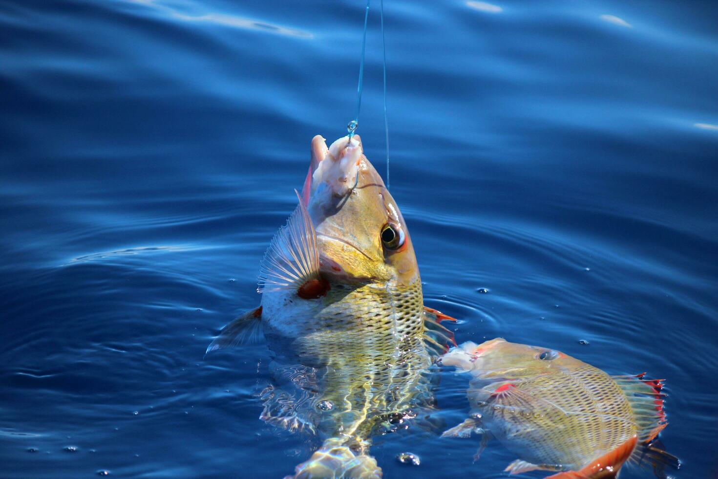 trompeta pescado en Australia foto