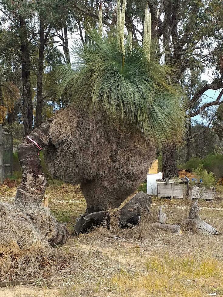 Outback Victoria, Australia photo