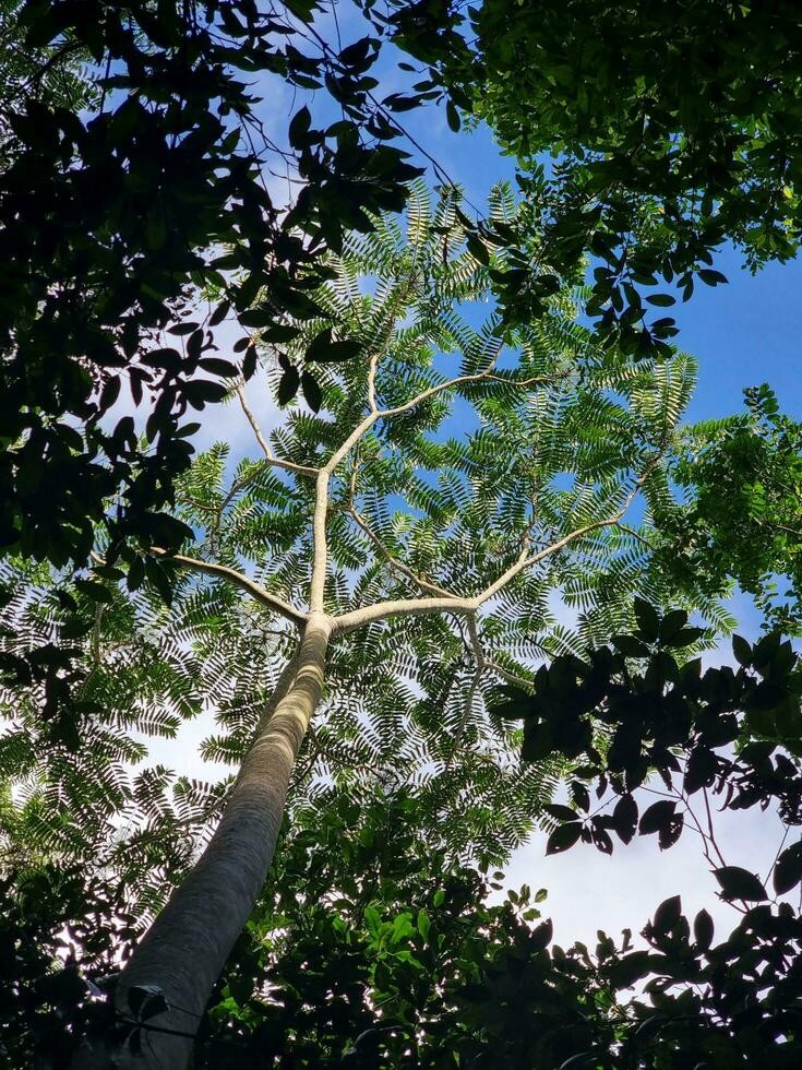 Malanda Rainforest, Queensland Australia photo