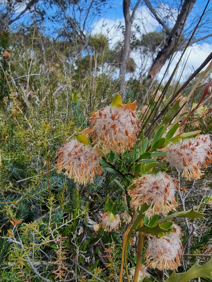 australiano Afuera flor foto