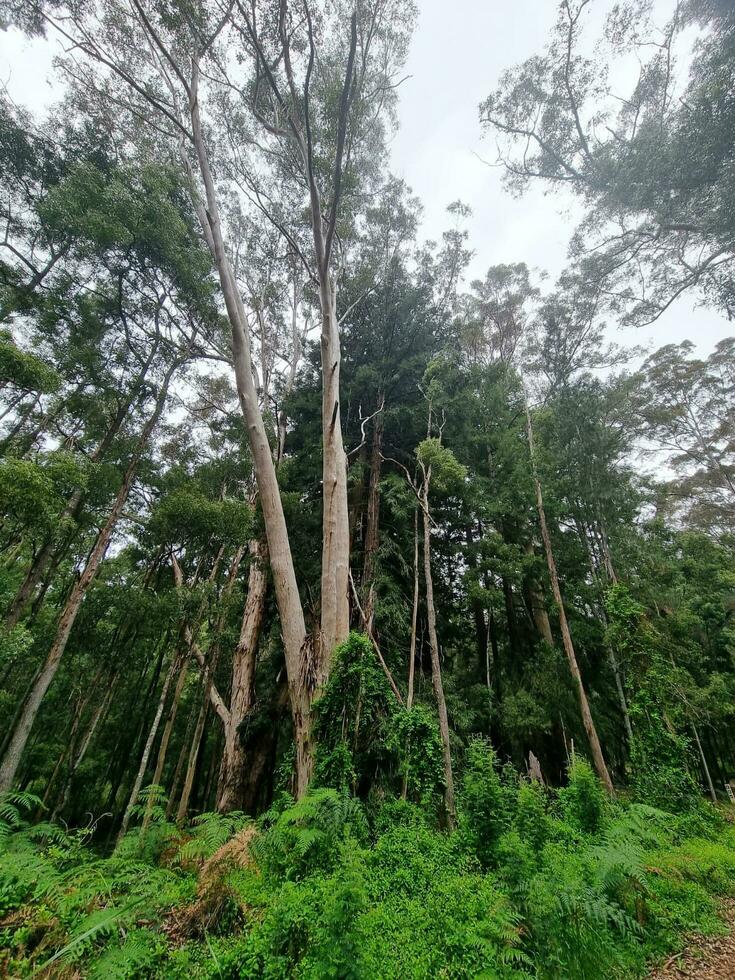 Queensland Rainforest Australia photo